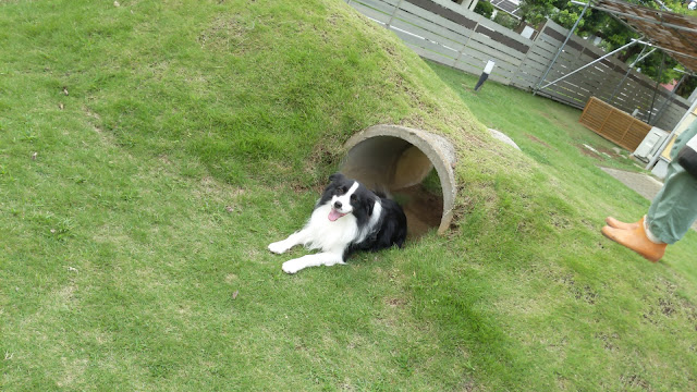 保護犬 ボーダーコリー トーマ ドッグランカフェ加恋ちゃん家