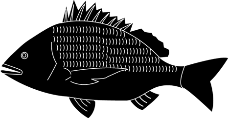 無料イラスト集のインデックス 黒鯛のイラスト