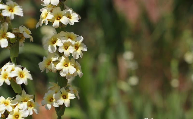 Sisyrinchium Striatum Flowers Pictures