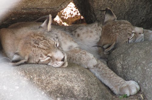 Linces boreales en Cañada Real Open Center