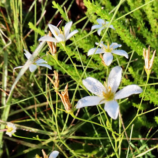 Shortleaf Rose Gentian - Sabatia brevifolia