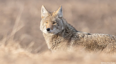 Best Night Vision Scopes for Coyote Hunting