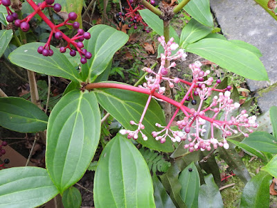 台灣野牡丹藤的花序