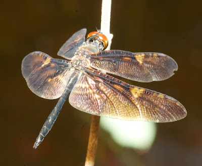 Rhyothemis obsolescens