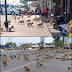 The monkeys descended into the city center in Thailand in search of food, after the reluctance of tourists