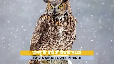 Owl Bird Facts in Hindi