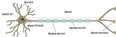 bagian-bagian neuron