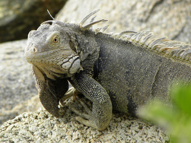 Lizards Oranjestad Aruba