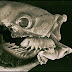 طفيلي يُطلق عليه "Cymothoa" يعيش في فم السمكة