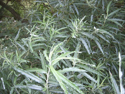 White-Willow-Leaves-UK