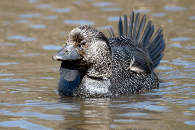 pato almizclero australiano