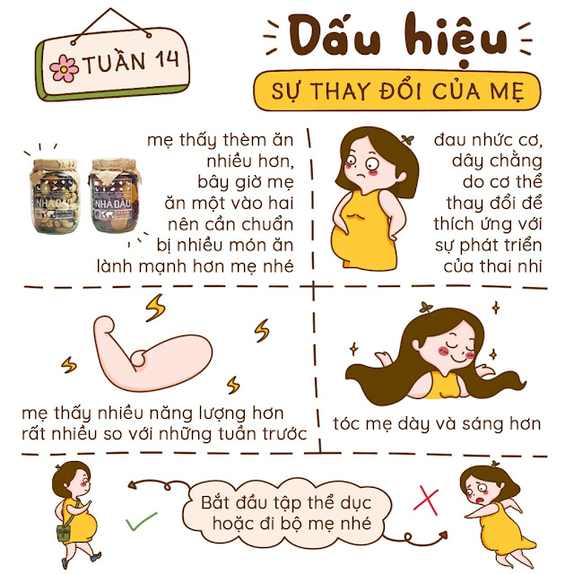 Kiến thức mang thai tuần 14