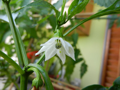 PIMIENTO VERDE