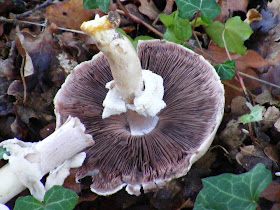 Yellow Stainer Agaricus xanthodermus.  Indre et Loire, France. Photographed by Susan Walter. Tour the Loire Valley with a classic car and a private guide.