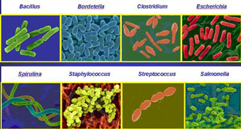 Jenis Jenis Bakteri  Contoh  spesies Bakteri  dan Peranannya