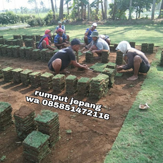 Rumput jepang