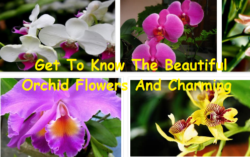 Beautiful Orchid Flowers And Charming