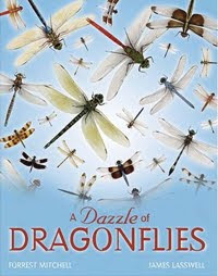 A Dazzle of Dragonflies