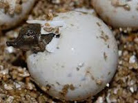 Cara Tepat Dan Jitu Menetaskan Telur Kura-Kura