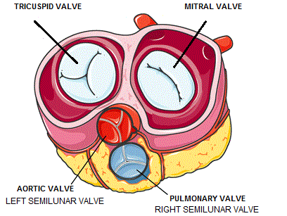 Difference between mitral valve and semilunar valve