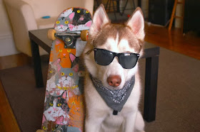 Cute dogs - part 3 (50 pics), cool dog wears sunglasses