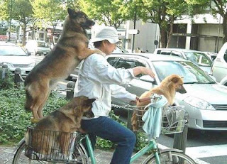 funny animal photos dogs riding on bike in baskets cute