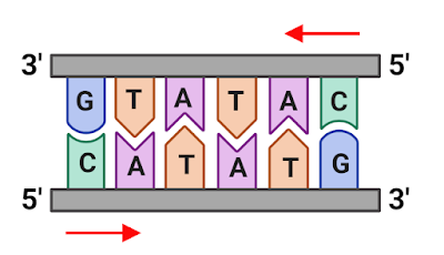 What are Palindromic Nucleotide Sequence