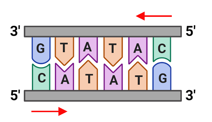 What are Palindromic Nucleotide Sequence