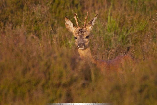 Ree - Roe Deer - Capreolus capreolus