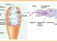 CIRI HEWAN HEWAN KELOMPOK INVERTEBRATA