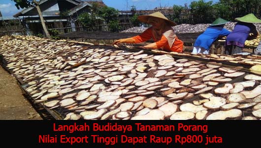 Langkah Budidaya Tanaman Porang Nilai Export Tinggi Dapat Raup Rp800 juta