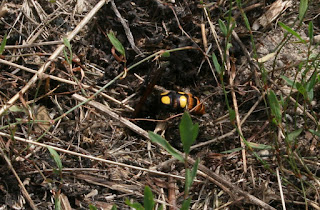 Hornet about to dig into the soil