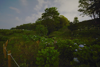 前橋荻窪公園の蛍2014_2