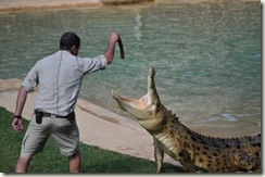 Australia Zoo - Croc Feeding