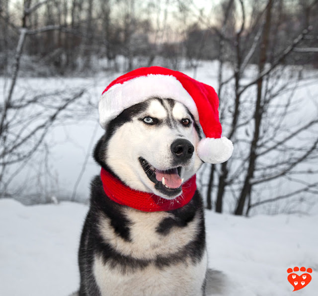 Dog body language quiz: Is this Siberian Husky in a Santa hat happy or fearful?