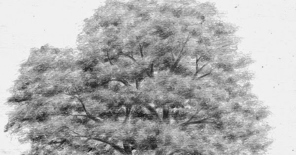 Teknik Menggambar Pohon  Teknik Menggambar