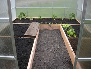 Snow is predicted for tonight, but the tomatoes are safe