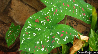 colorful spots on leaf