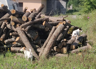 Puppies hunting lizards on the wood pile