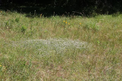 Black-eyed Susans behind feral oregano