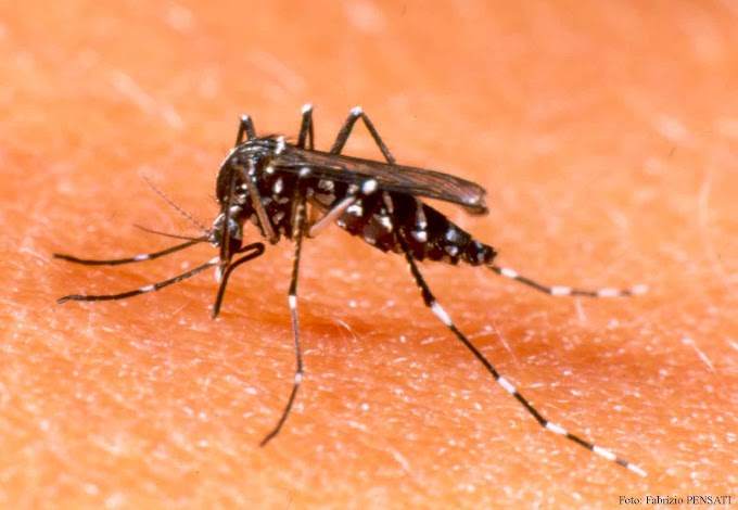Sobe para 34 número de mortos por dengue no Ceará em 2015, diz boletim