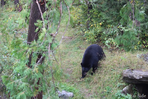 bear heading out of the woods