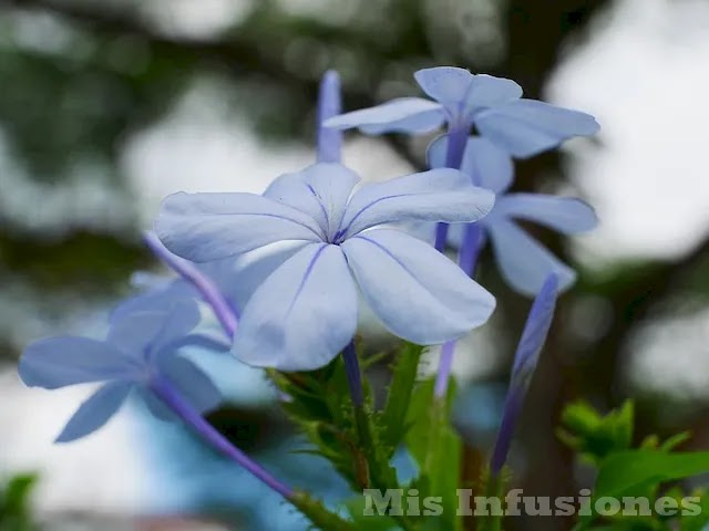 Flor de jazmín