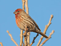 House finch male, Madison, WI - by John Benson, Mar. 2012 