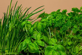 fresh growing herbs of chives, basil , parsley