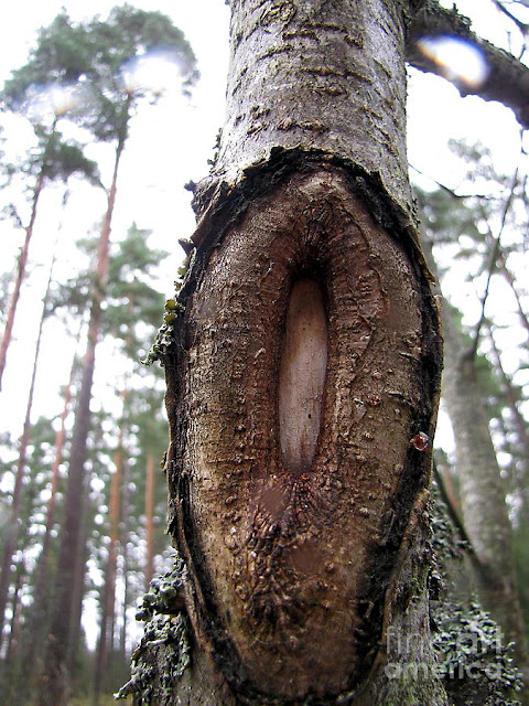 Sex Baum