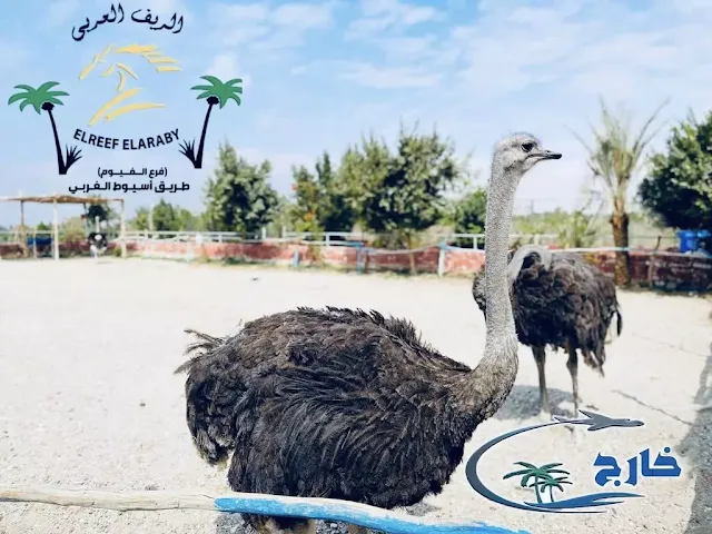 رحلات اليوم الواحد في الريف العربي عنوان الريف العربي الفيوم منيو الريف العربي  رحلة اليوم الواحد الريف العربي  عنوان الريف العربي المريوطية  الريف العربي 2023  سعر تذكرة الريف الاوروبي  رقم الريف العربى الفيوم  معلومات عن الريف العربي