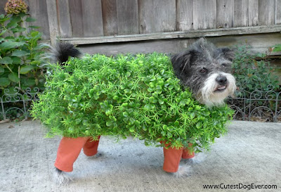 Halloween Costumes  Puppies on The Flirty Blog  Chia Pet Kitai     A Custom Halloween Dog Costume