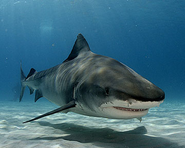 Tiger Shark