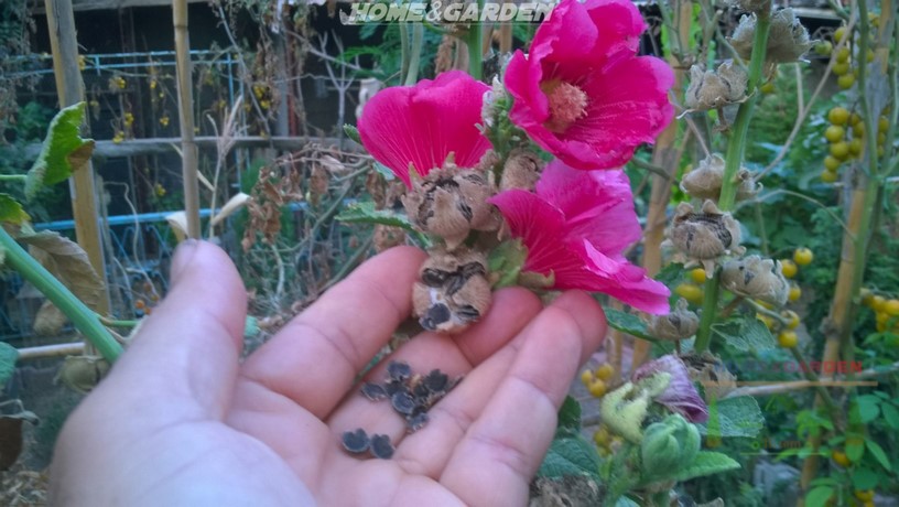 Hollyhock is completely edible, the leaves, roots, flowers, seeds